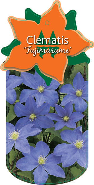 Clematis 'Fujimusume'