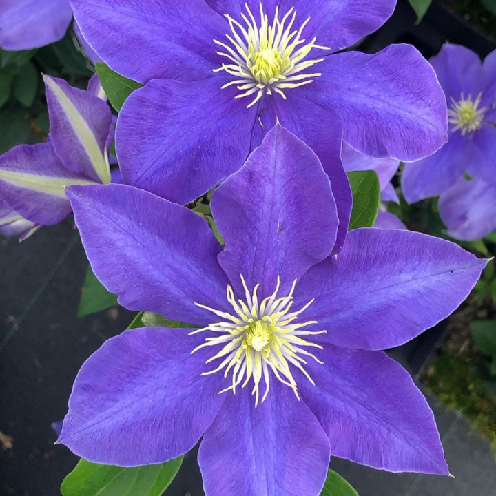 Clematis 'Fujimusume'