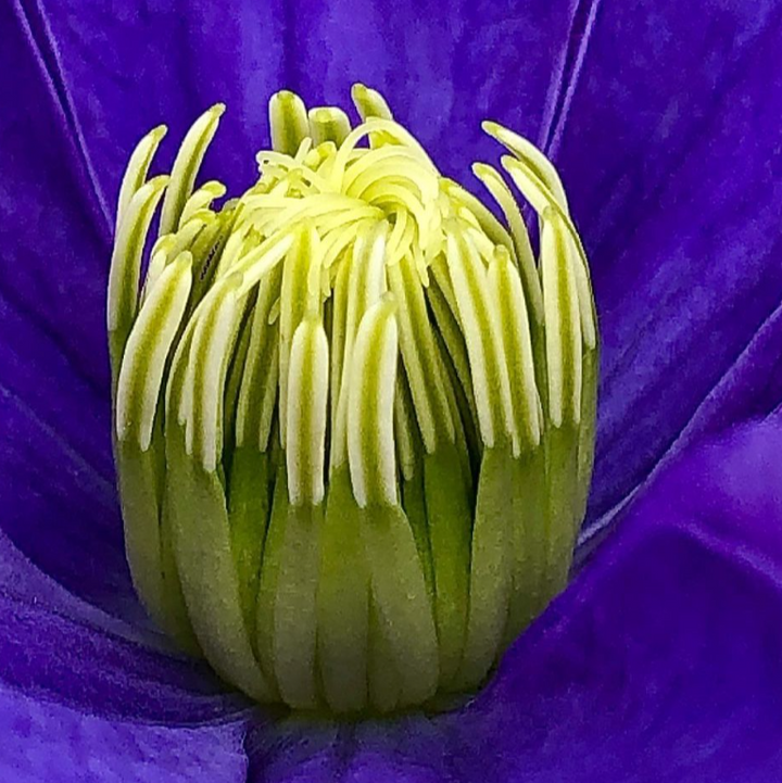 Clematis 'Fujimusume'