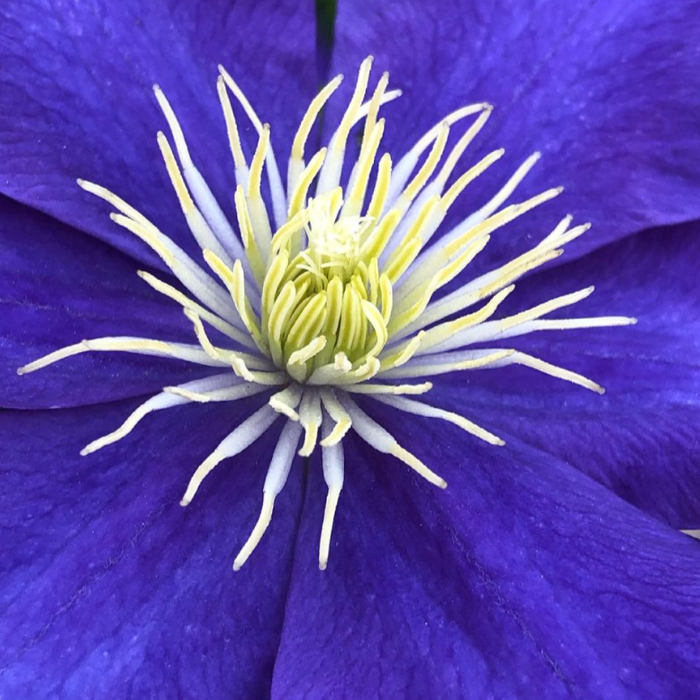 Clematis 'Fujimusume'