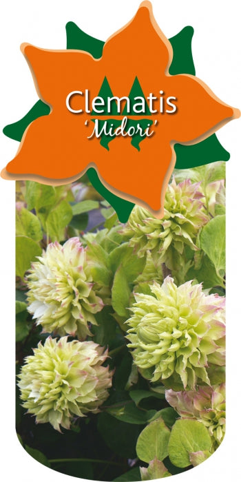 Clematis 'Midori'