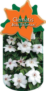 Clematis 'Miss Bateman'