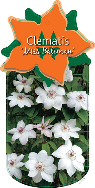 Clématite 'Miss Bateman'