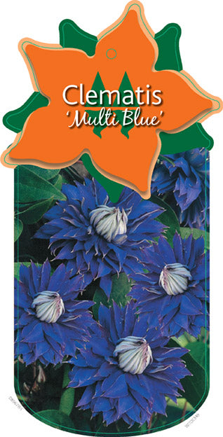 Clematis 'Multi Blue'