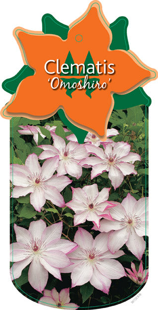 Clematis 'Omoshiro'