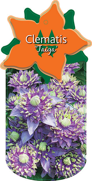 Clematis 'Taiga'