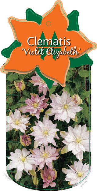 Clematis 'Violet Elizabeth
