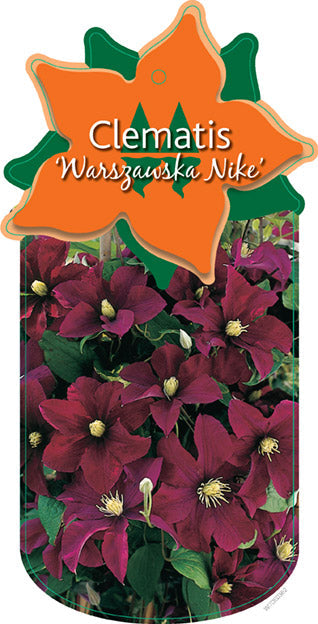 Clematis 'Warszawska Nike'