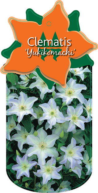 Clematis 'Yukikomachi'