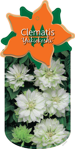 Clematis 'Yukiokoshi'