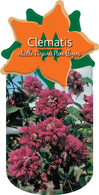 Clematis viticella 'Purpurea Plena Elegans'
