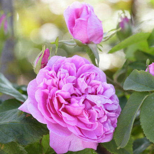 Mme Boll (Comte de Chambord)