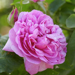 Mme Boll (Comte de Chambord)