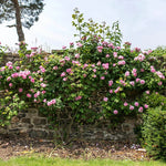 Constance Spry (Ausfirst)(XL Rosier grimpant)