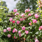 Constance Spry (Ausfirst)(XL Rosier grimpant)