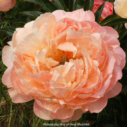 Paeonia 'Coral Charm'