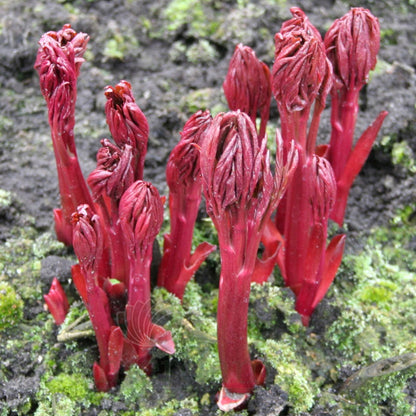 Paeonia 'Coral Charm'