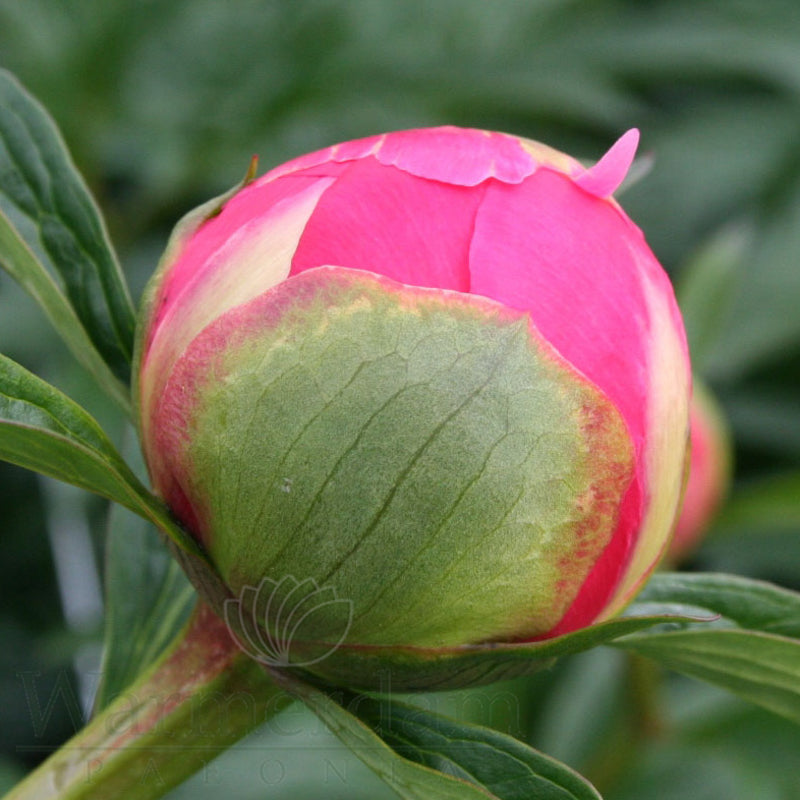 Paeonia 'Coral Charm'