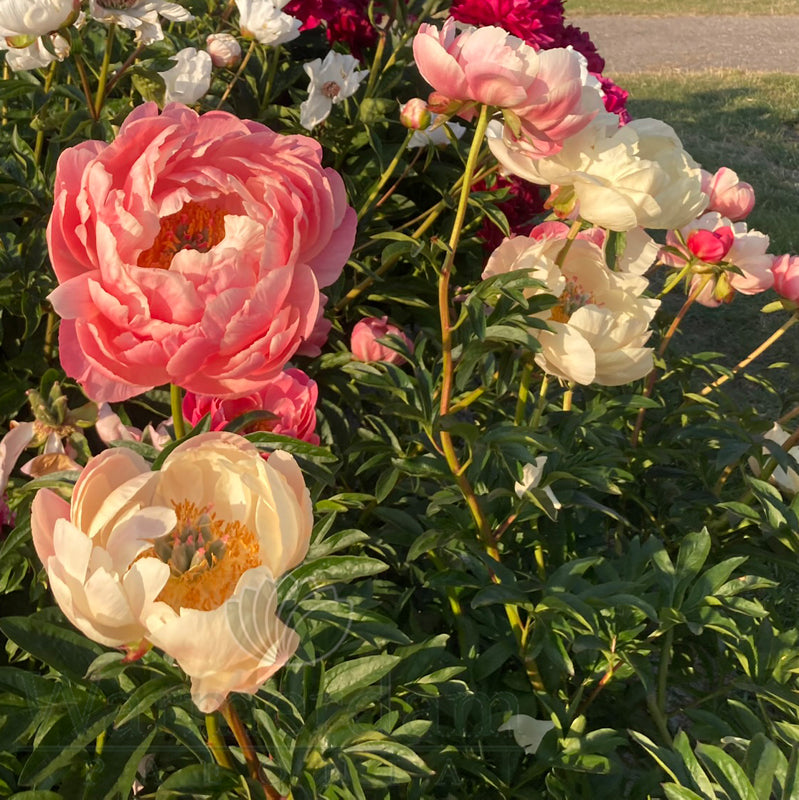 Paeonia 'Coral Charm'