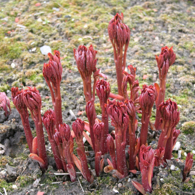 Paeonia 'Coral Sunset'