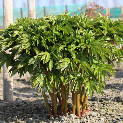 Paeonia 'Coral Sunset'