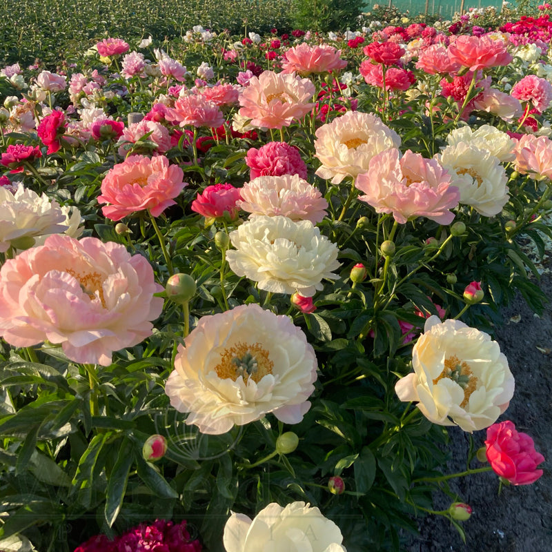 Paeonia 'Coral Sunset'