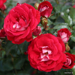 Corazon