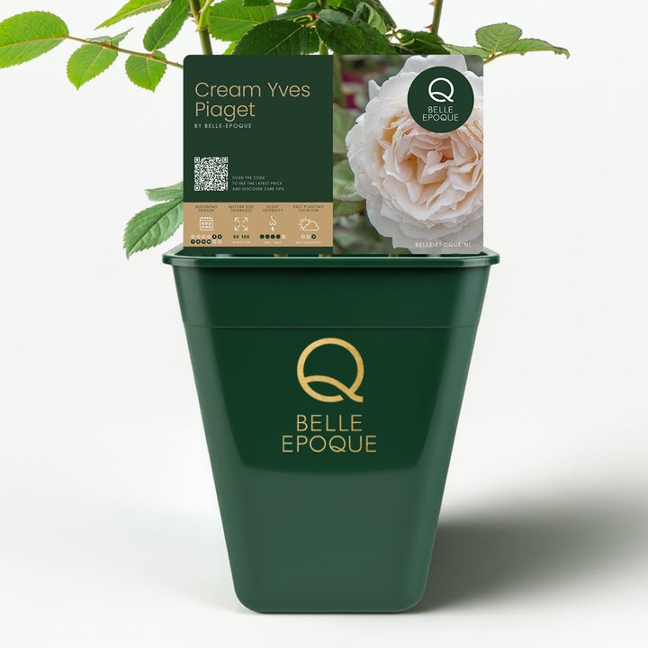 Cream Yves Piaget (NEW 2026)