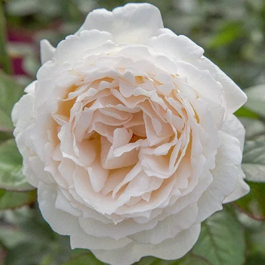 Belle Epoque