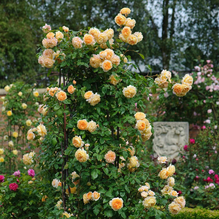 Crown Princess Margareta (XL Klimroos)