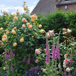 Crown Princess Margareta (XL Klimroos)