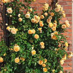 Crown Princess Margareta (XL Klimroos)