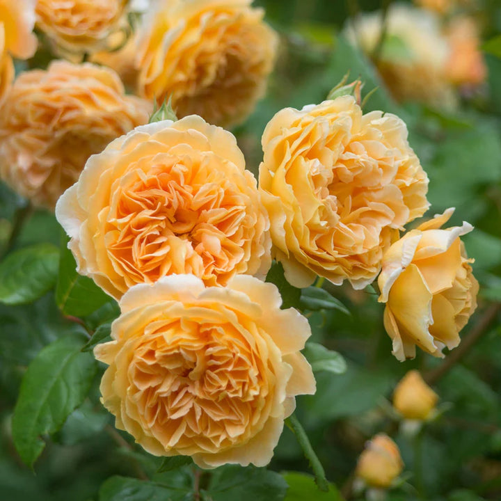 Crown Princess Margareta (XL Klimroos)