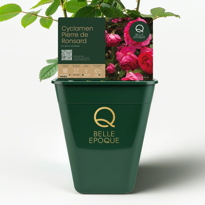 Cyclamen Pierre de Ronsard