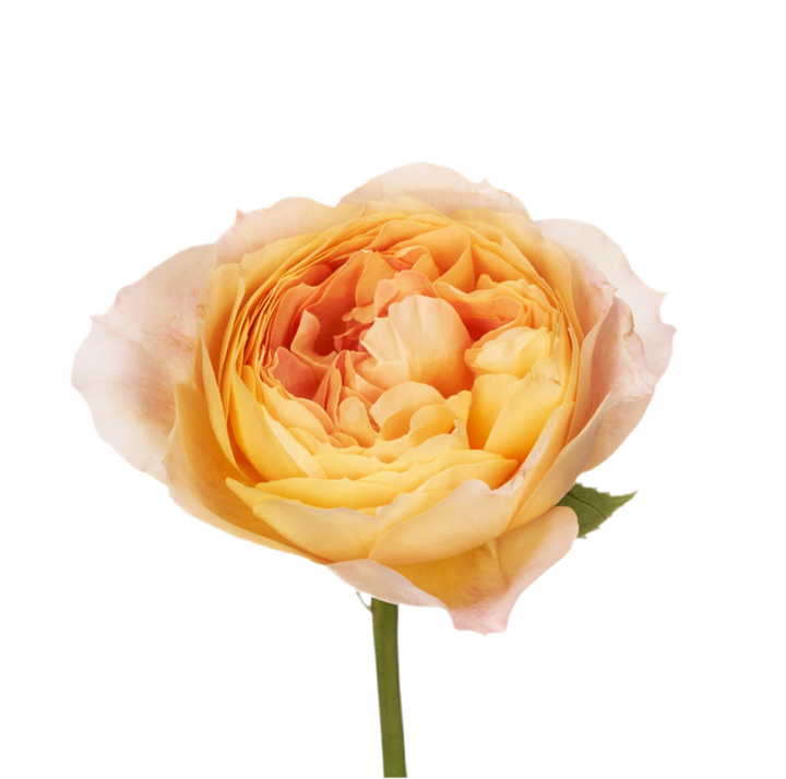 Caramel Antique (12 pieces)