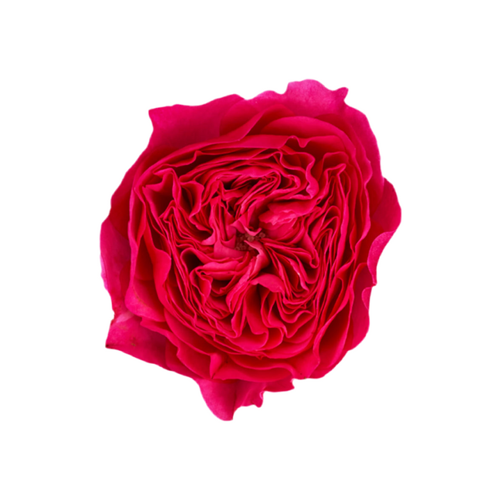 Baroness (12 pieces)