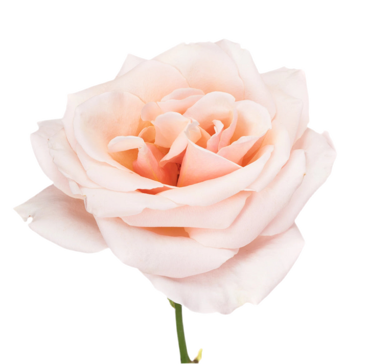 Paul Ricard (12 pieces)