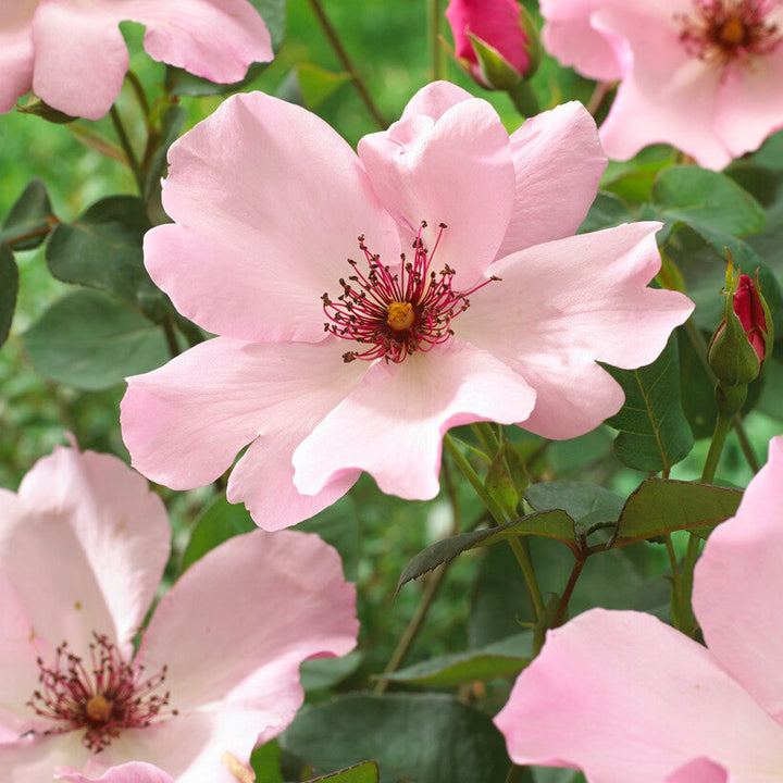 Dainty Bess