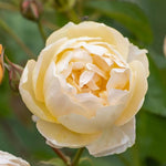 compacte, bossige struik met levendige bloemen tegen frisgroen blad.