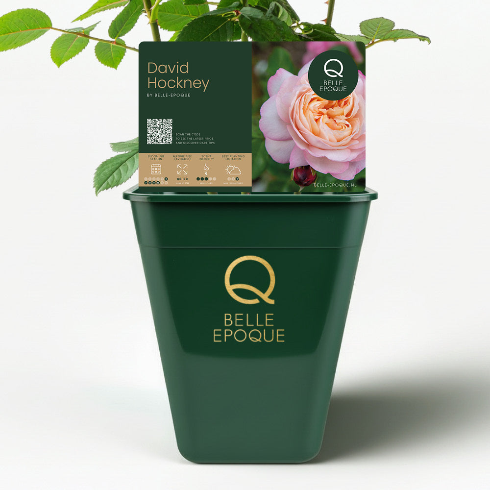 David Hockney (NEW 2026)