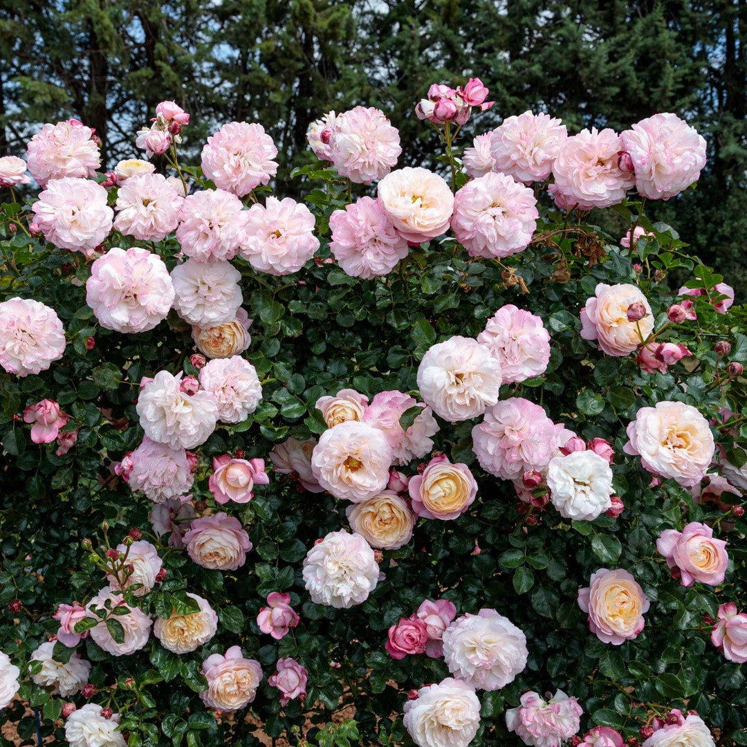 Geurende rozen struikroos David Hockney