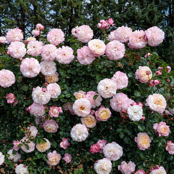 Geurende rozen struikroos David Hockney