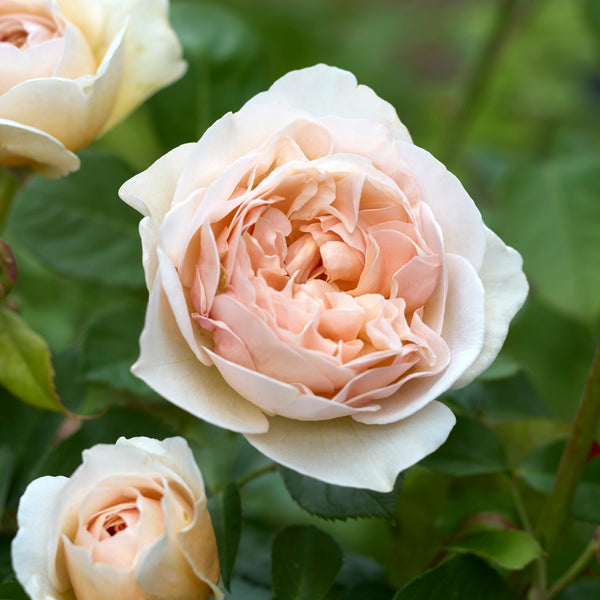 Aube Rosée