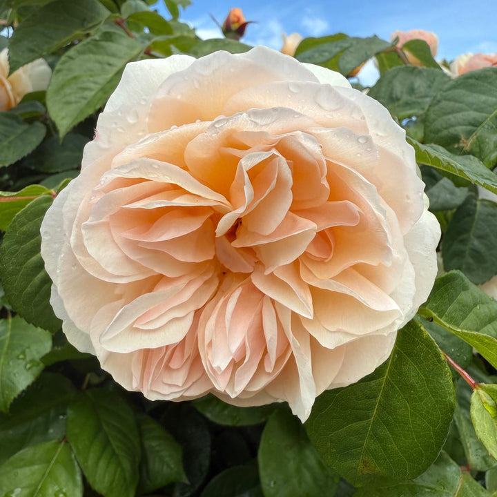 Dawn Blush  (NEW 2026)