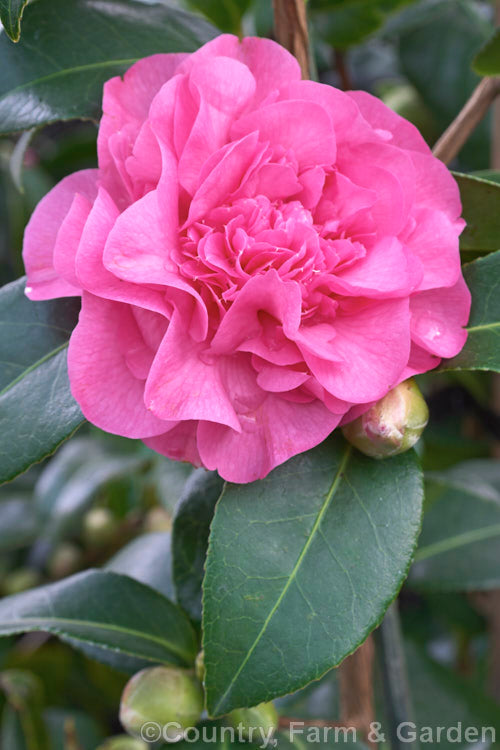 Japanische Rose Rosa (Kamelie)