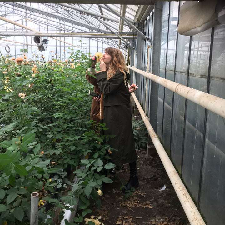 Visitez une roseraie authentique à Aalsmeer - Lundi 20 avril