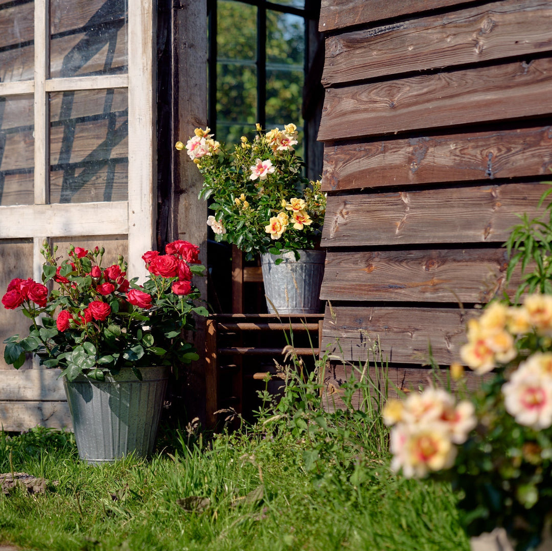 Glorious Babylon Eyes