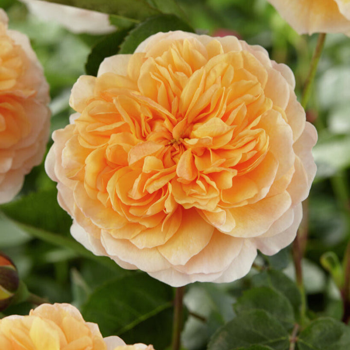 Port Sunlight (Auslofty)