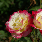 Double Delight