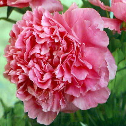 Paeonia 'Dr Alexander Flemming'